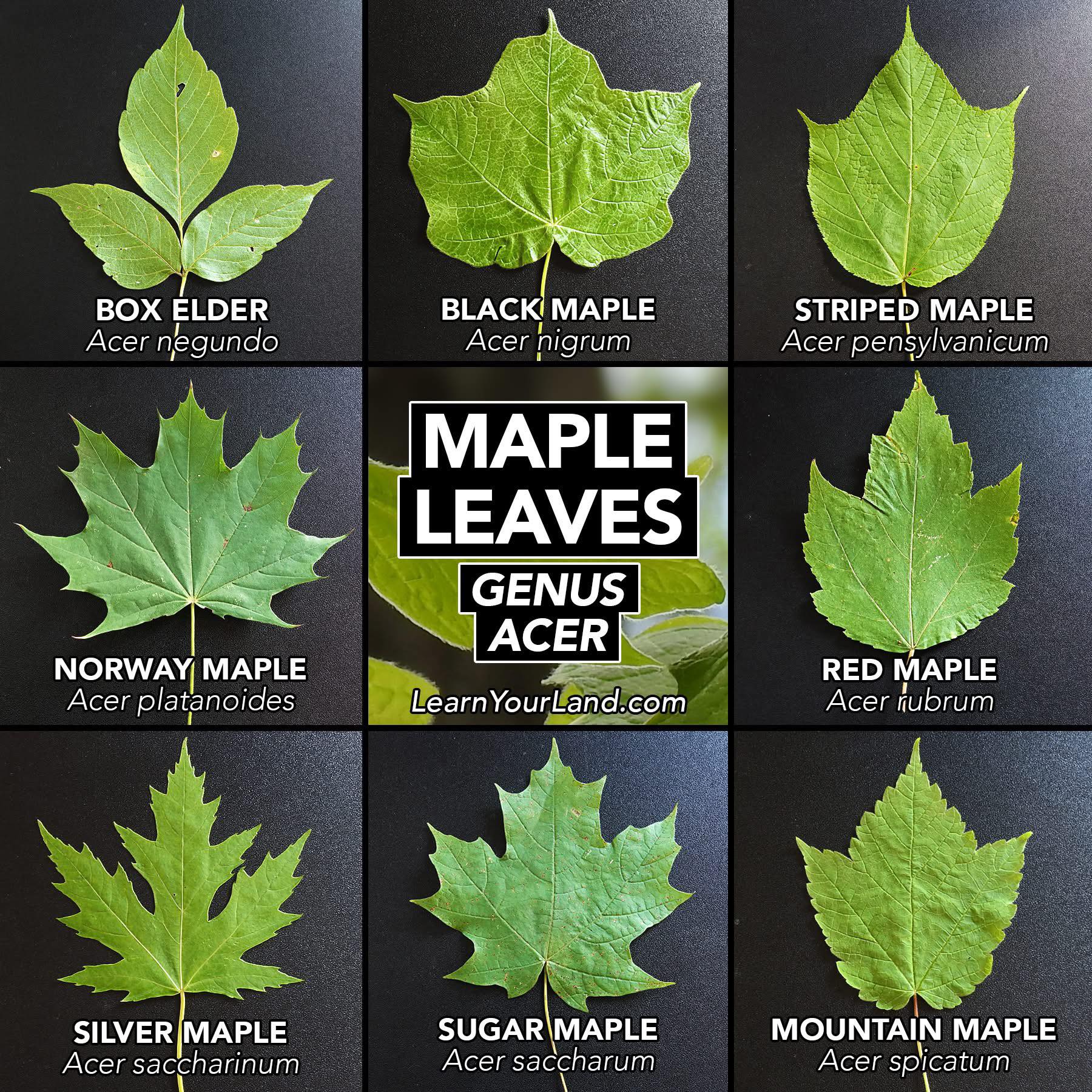Master - How well do you know your maples? Pictured here are 8 maples ...