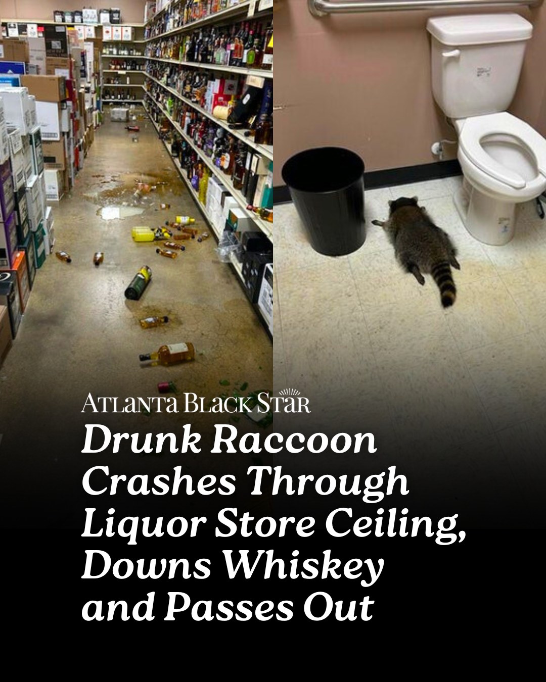 Atlanta - A Virginia liquor store got an unexpected visitor this ...