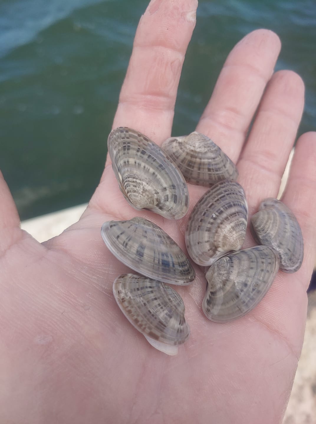 Nick’s Clams - Stay tuned for our upcoming Sunray Venus clam crop ...