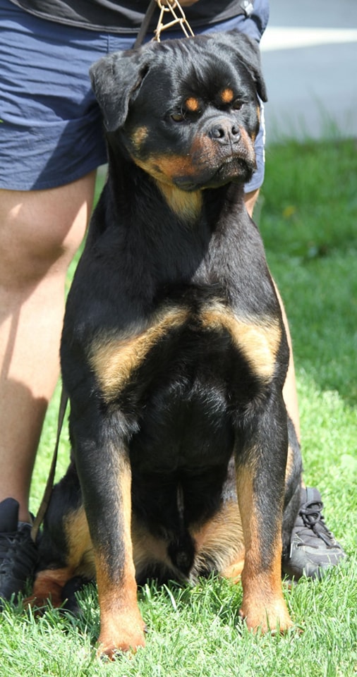Haus of Lazic rottweilers | Bijeljina