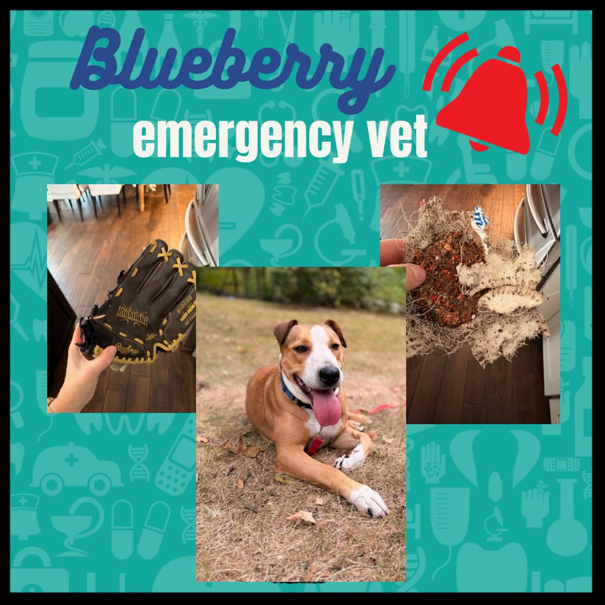 🚨 Emergency Fundraiser for Blueberry... - Strong Paws Rescue | Facebook