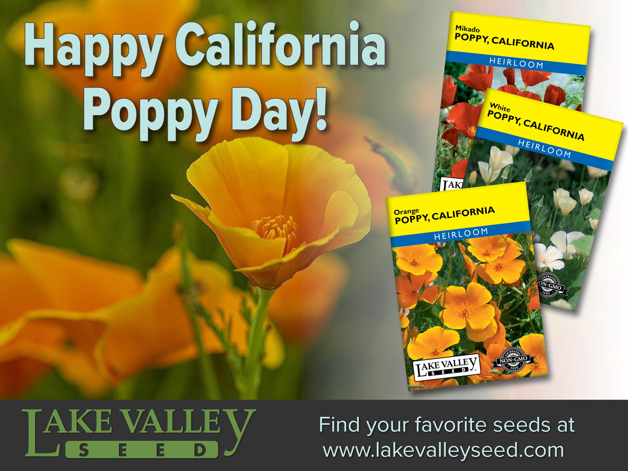 This bright, goldenrod colored flower... - Lake Valley Seed | Facebook