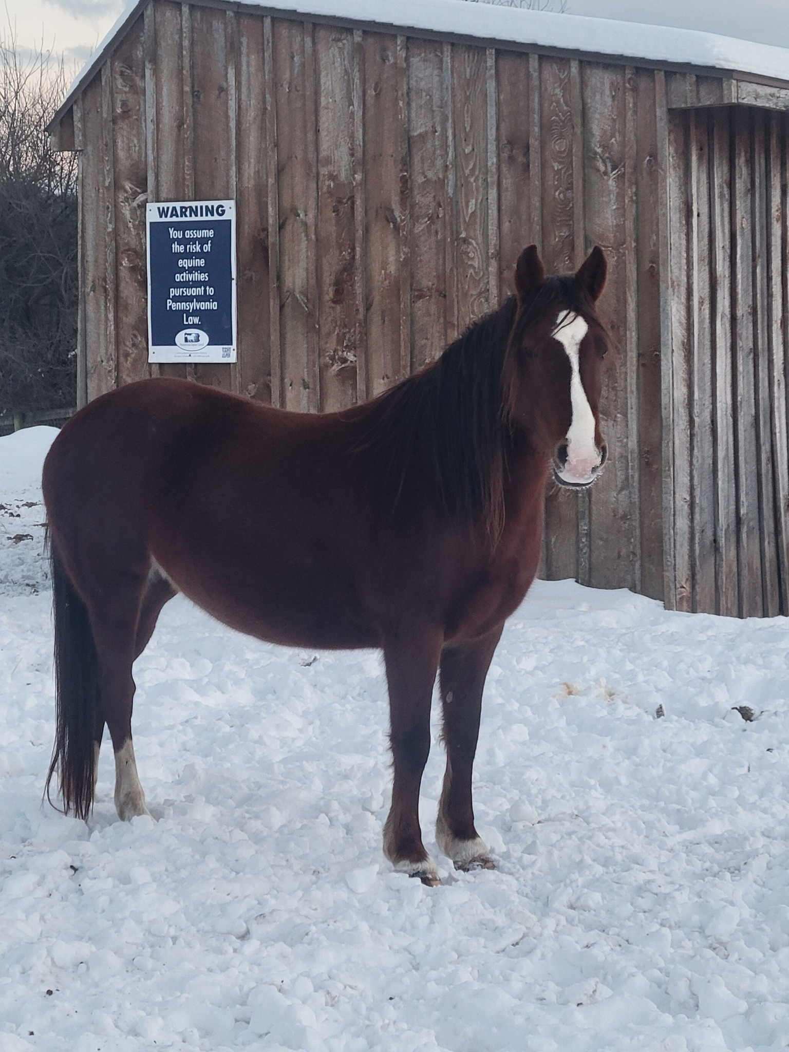 Fairweather - Meet Star ⭐️—aka Big Booty Judy—who will be enrolling in ...
