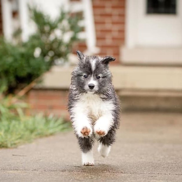 TLC Pomskies - Look who was running to join the TLC Pomsky family and ...