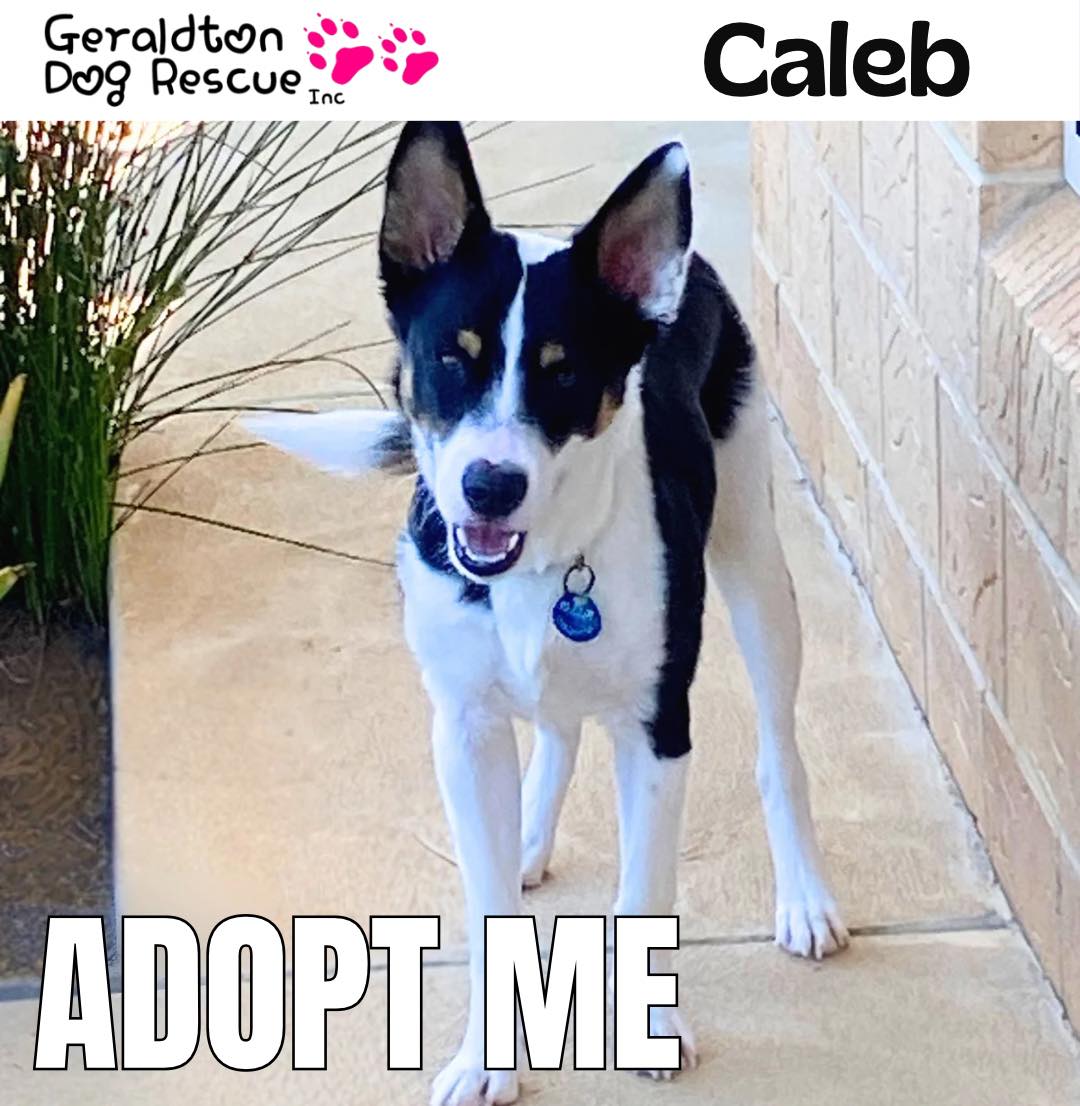 Geraldton - ADOPTION COMPLETED … :-) Caleb is a working breed dog about ...
