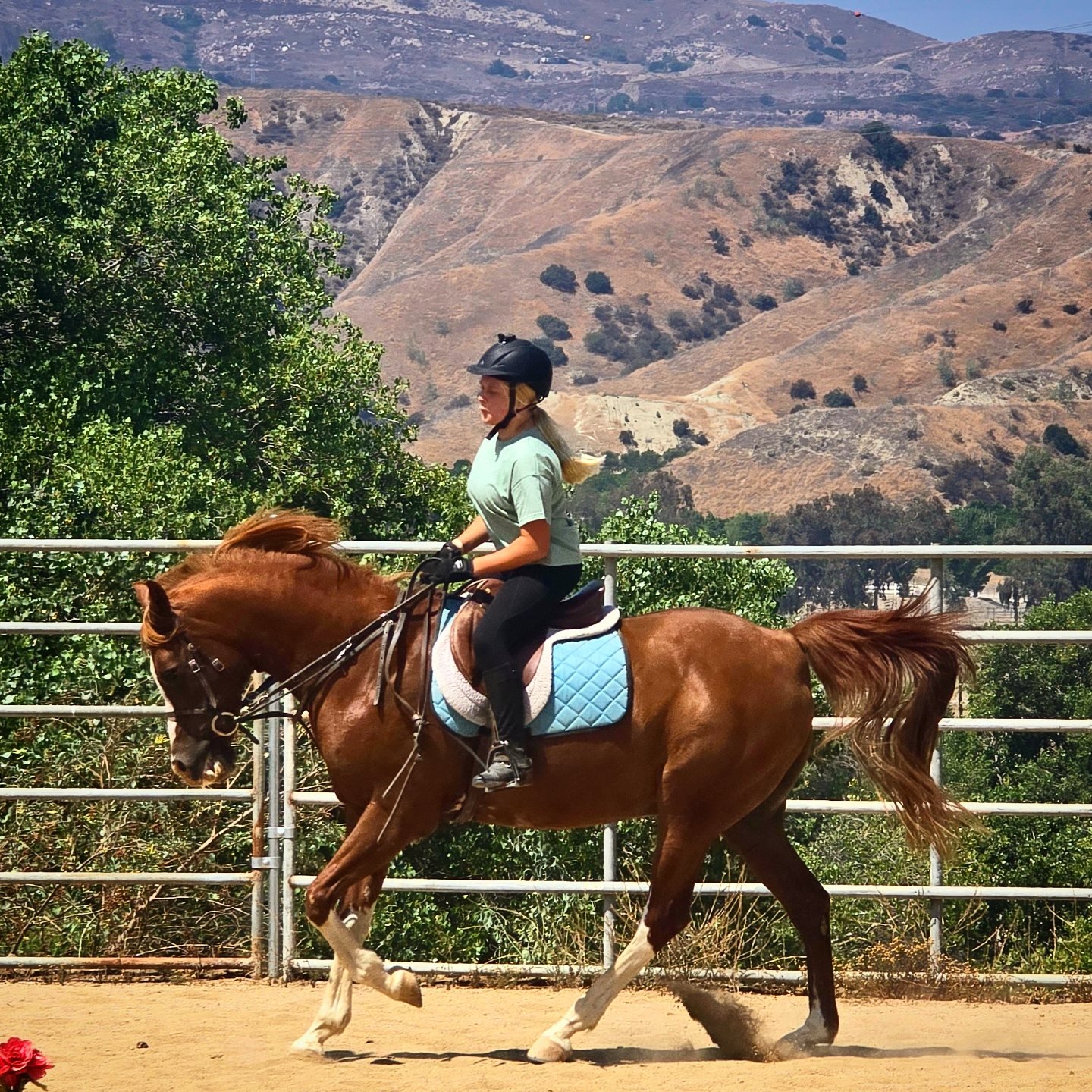 KW - HORSEBACK RIDING LESSONS! $60/RIDE OR $210/4/MONTH 🌞SUMMER BREAK ...