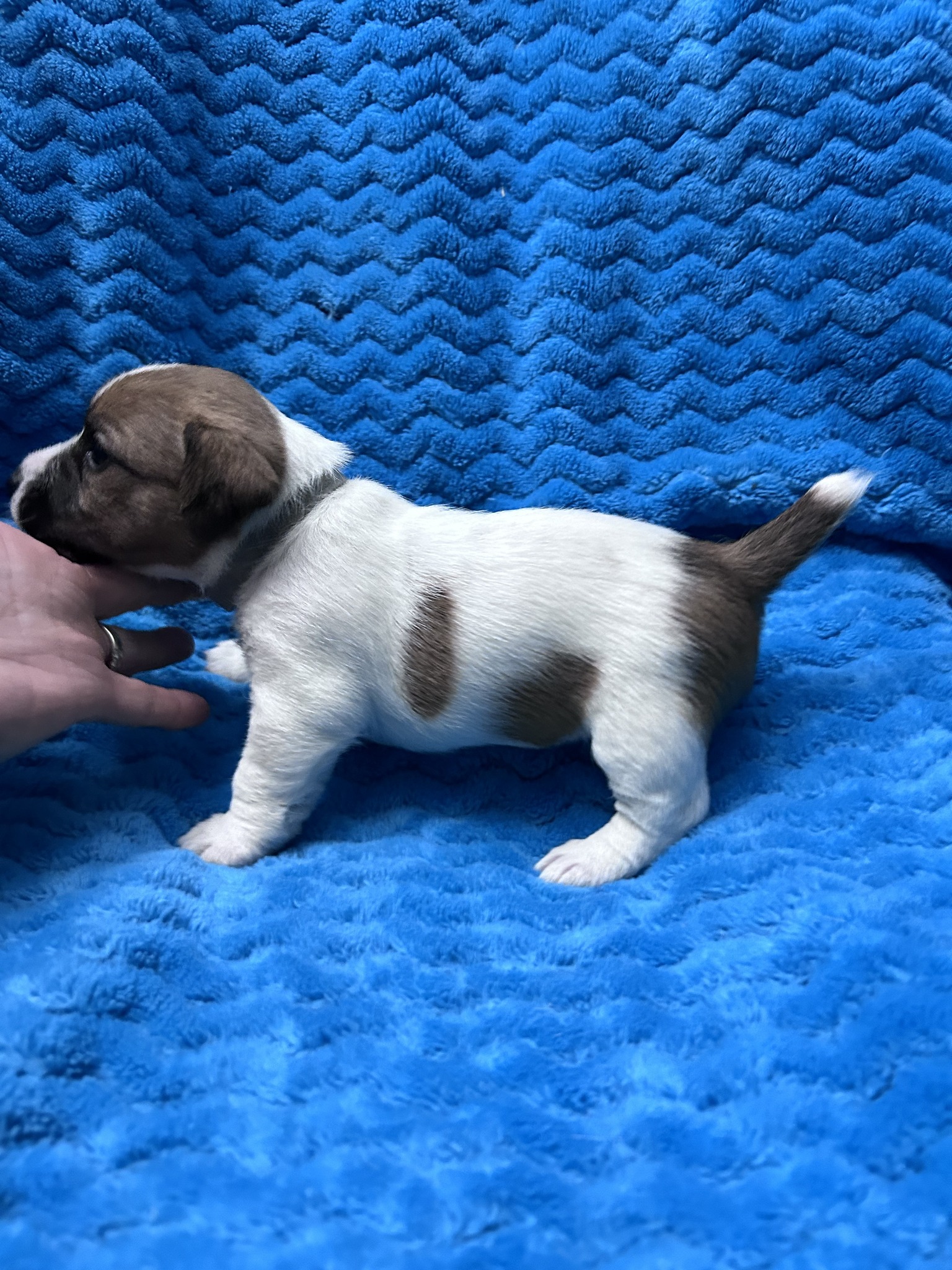 Claddagh Pastures Great Danes & Puddin’ Jack Russells | Lampasas TX