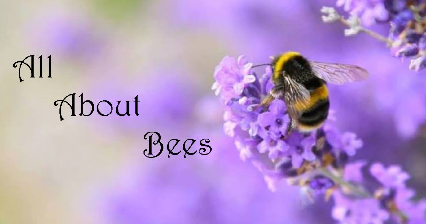 All About UK Bees | Hi, I have an olive standard which is currently ...