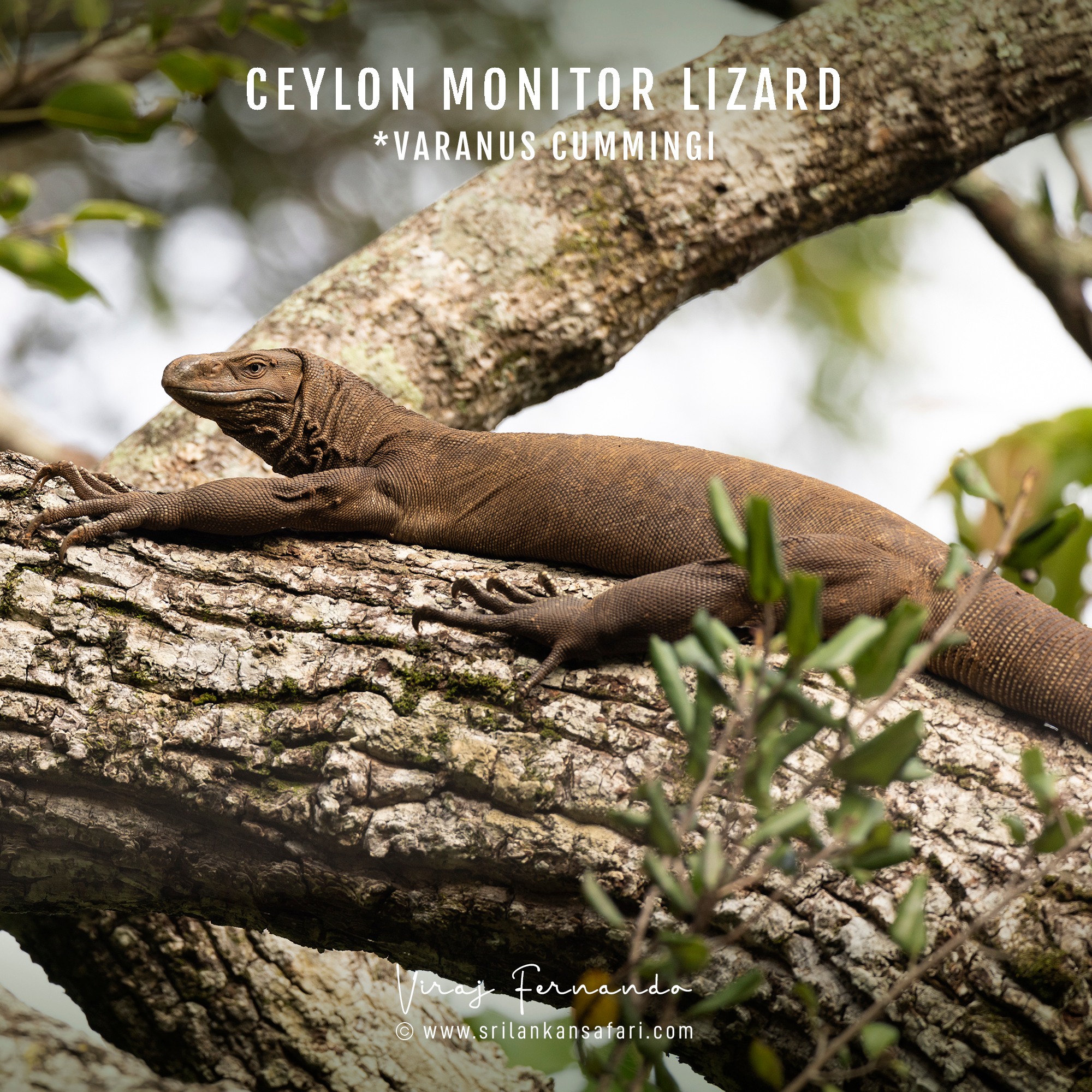 Sri - Ceylon Monitor Lizard (Varanus salvator salvator)...🦎 The Ceylon ...