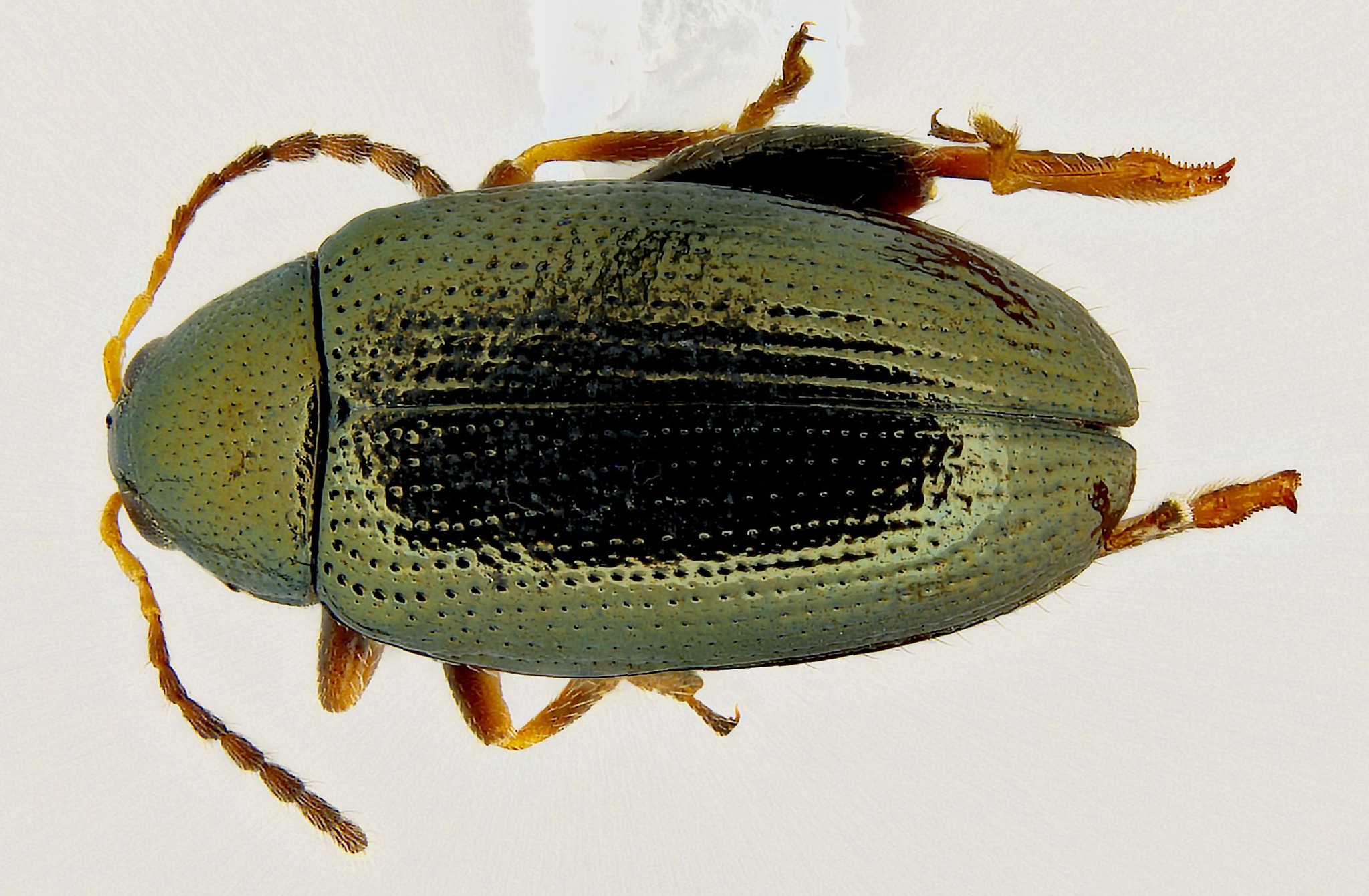 Canadian National Collection of Insects, Arachnids and Nematodes ...