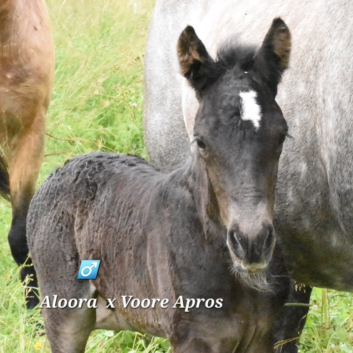 Voore Tallid - eesti hobune, estonian native horse - It's time to push ...