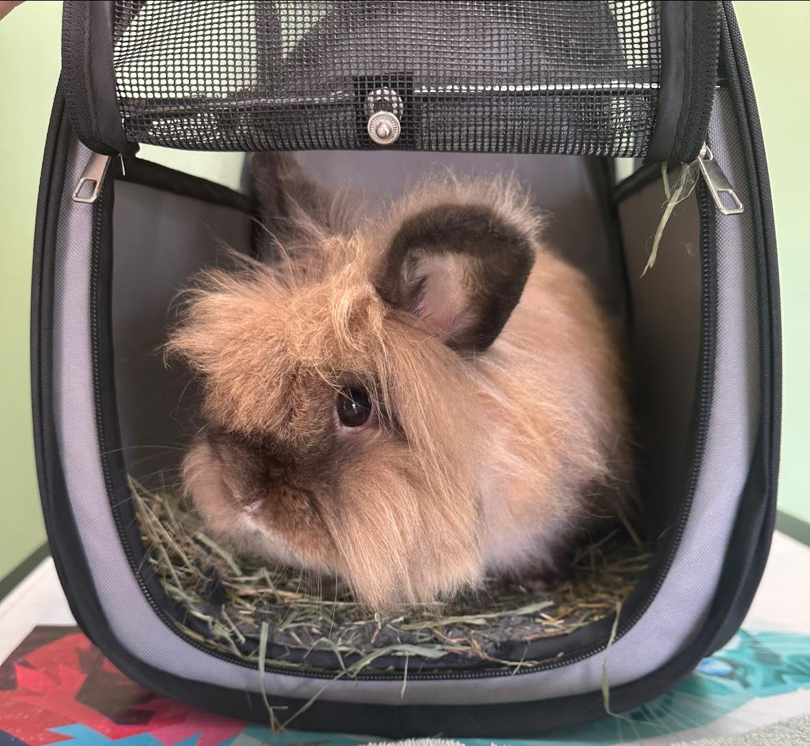 CARE - New arrival! Meet Hazel a sweet Lionhead bunny who was abandoned ...