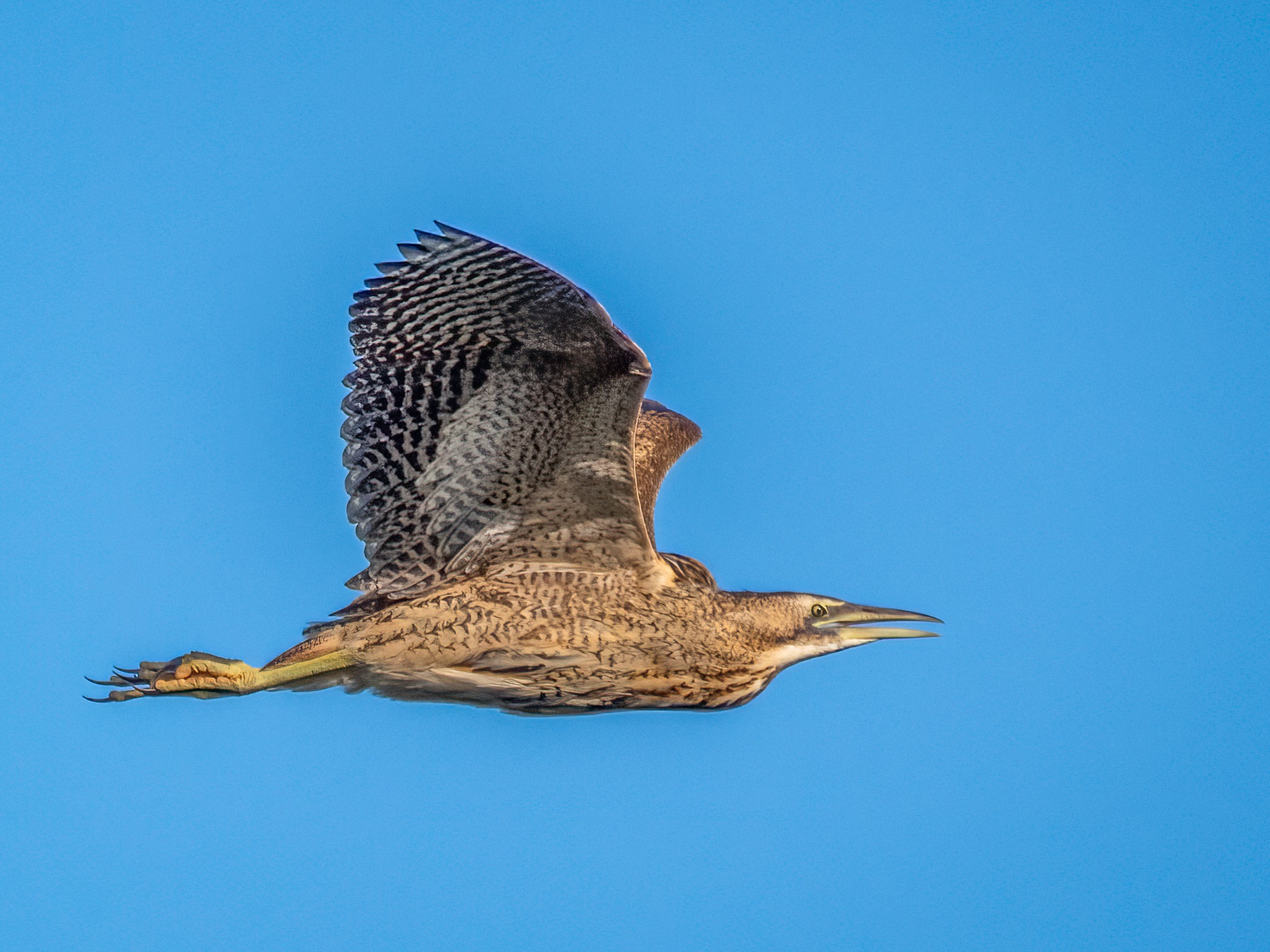 Ray Atkinson, Nature and Photography