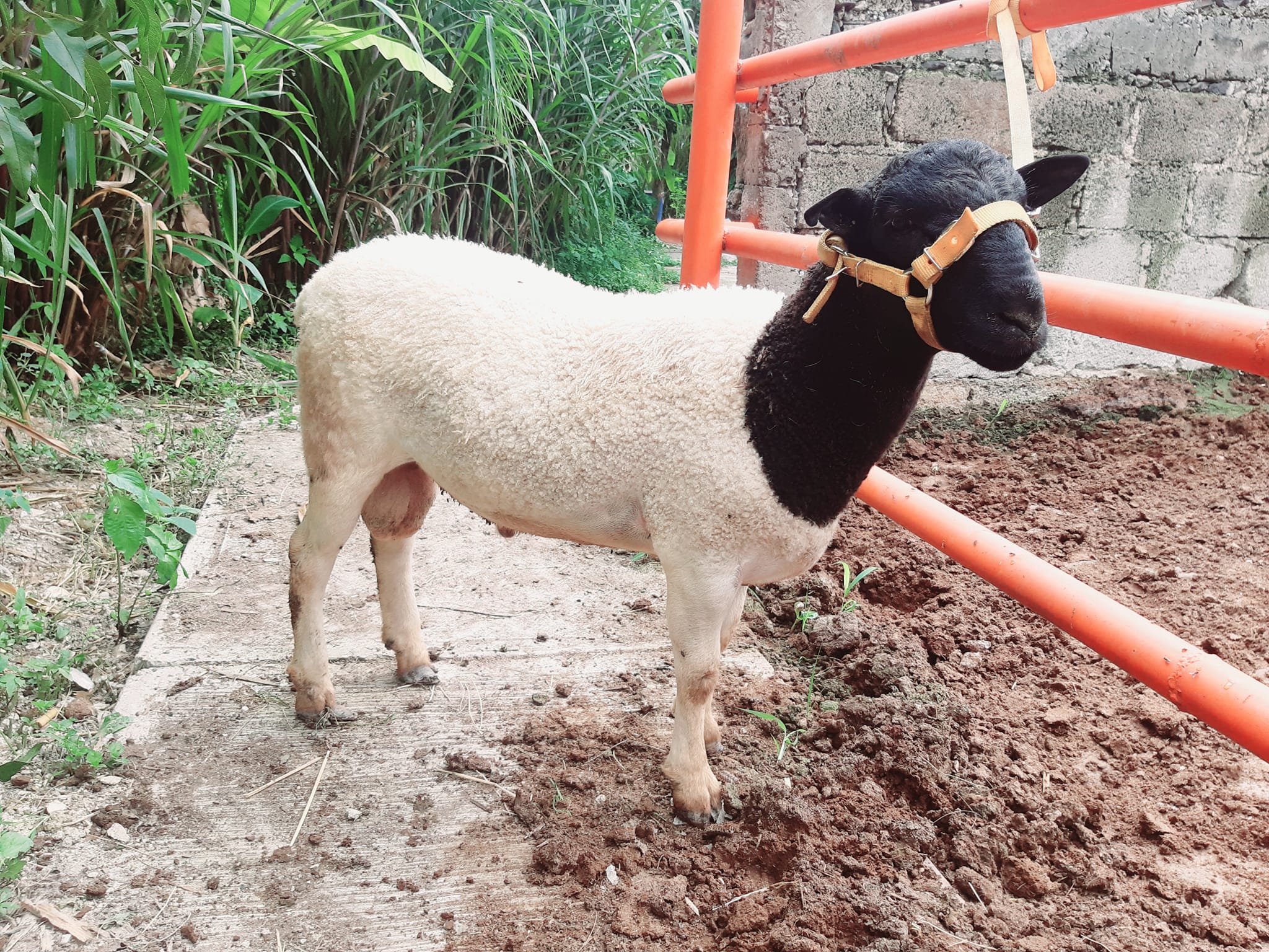Macho Dorper 🐑 (vendido) ⭕ Hijo de... - Rancho El Gavilán