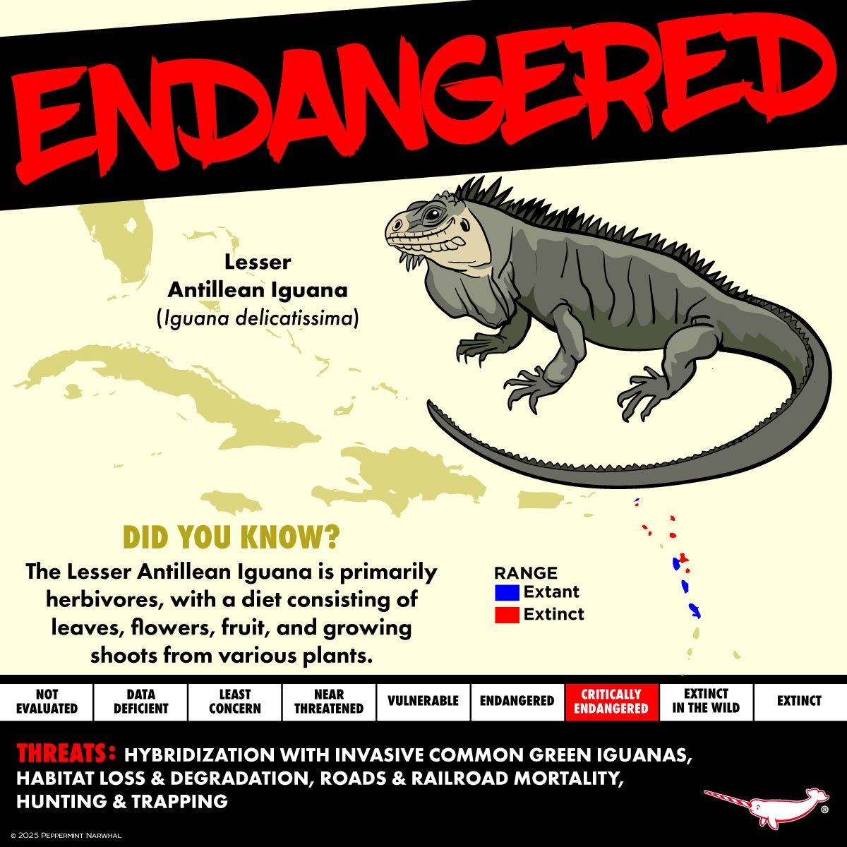 Peppermint - Since its Iguana Awareness Day, we thought we spotlight an ...