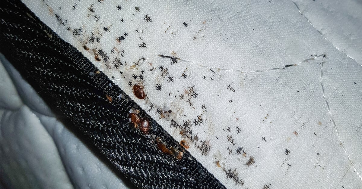 osprey backpack bed bugs Aura AG 50 Osprey Exos 58 Pack -