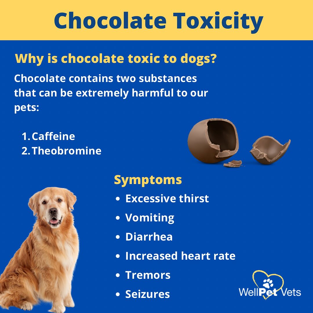Curated visual reference: Dog Chocolate Poisoning Symptoms Breathing Difficulty Reference: Wellpet Vets