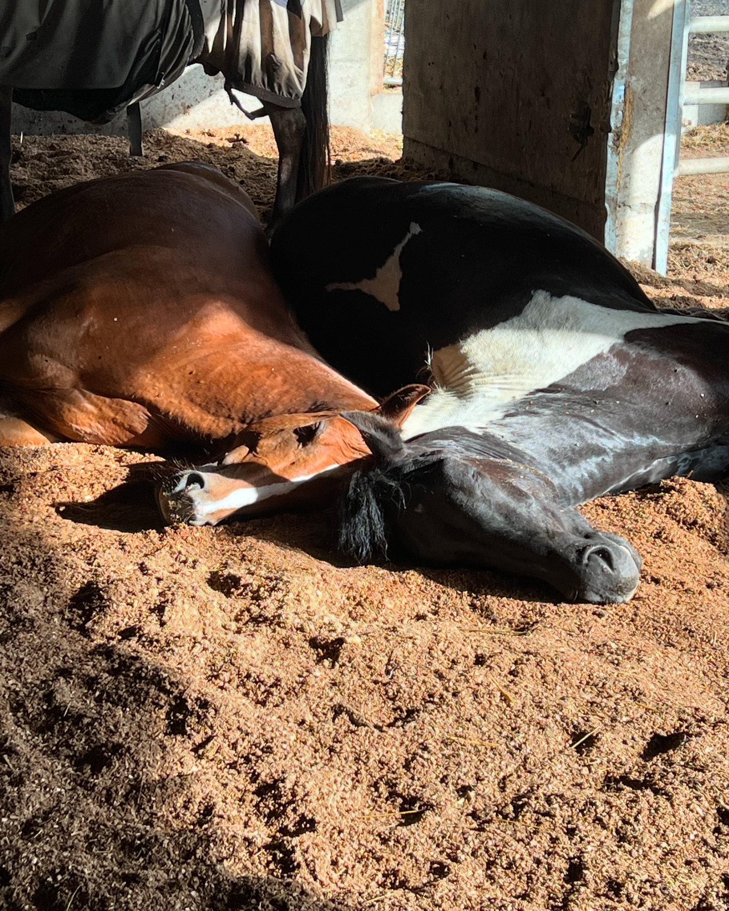 Little T Ranch | Ulm