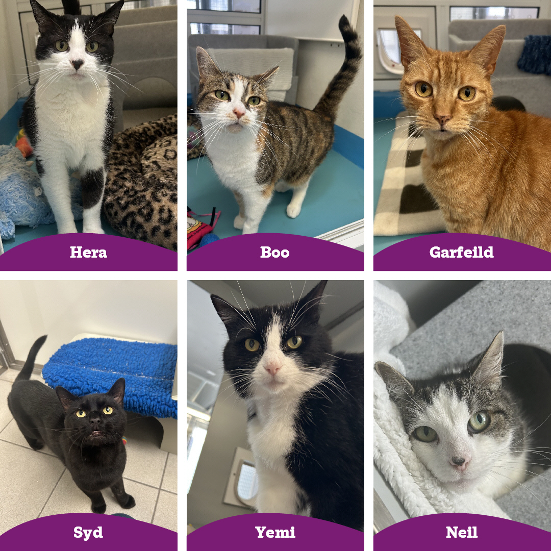 We would like to share some... - Northern Ireland Cat Centre | Facebook