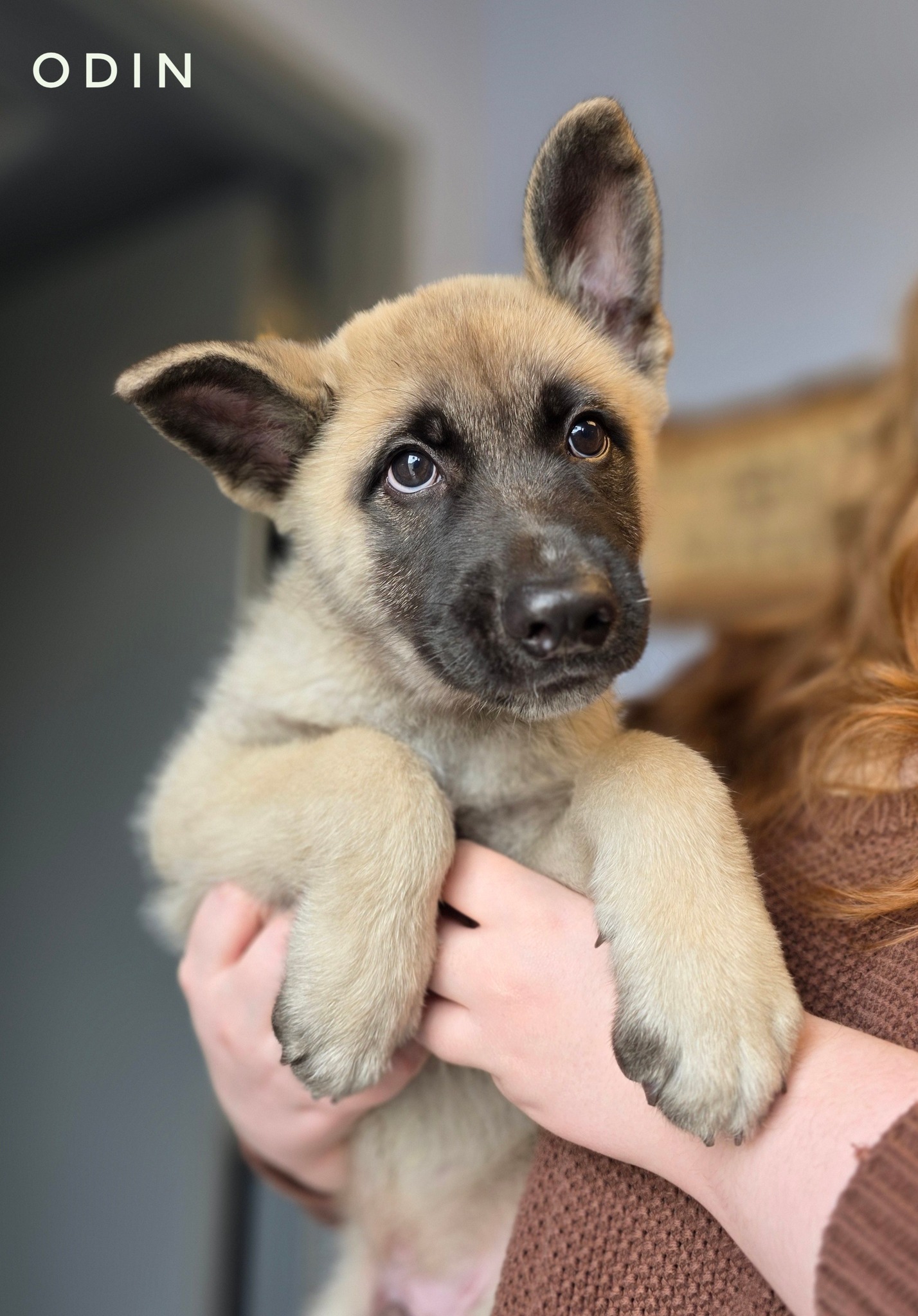 Helping - Odin 11 weeks old Neutered male 15 lbs and growing! German ...