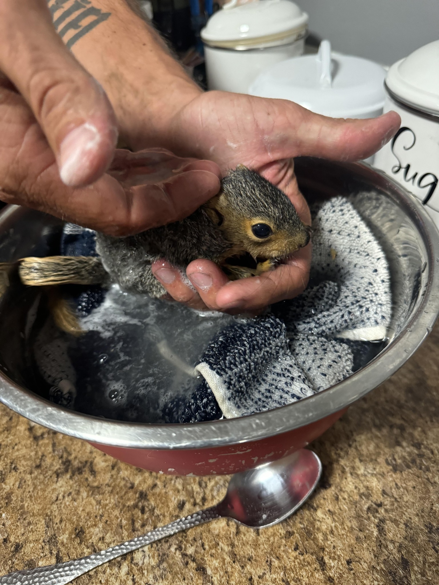 Lou's Cutting Edge Tree Service LLC | Charlotte MI