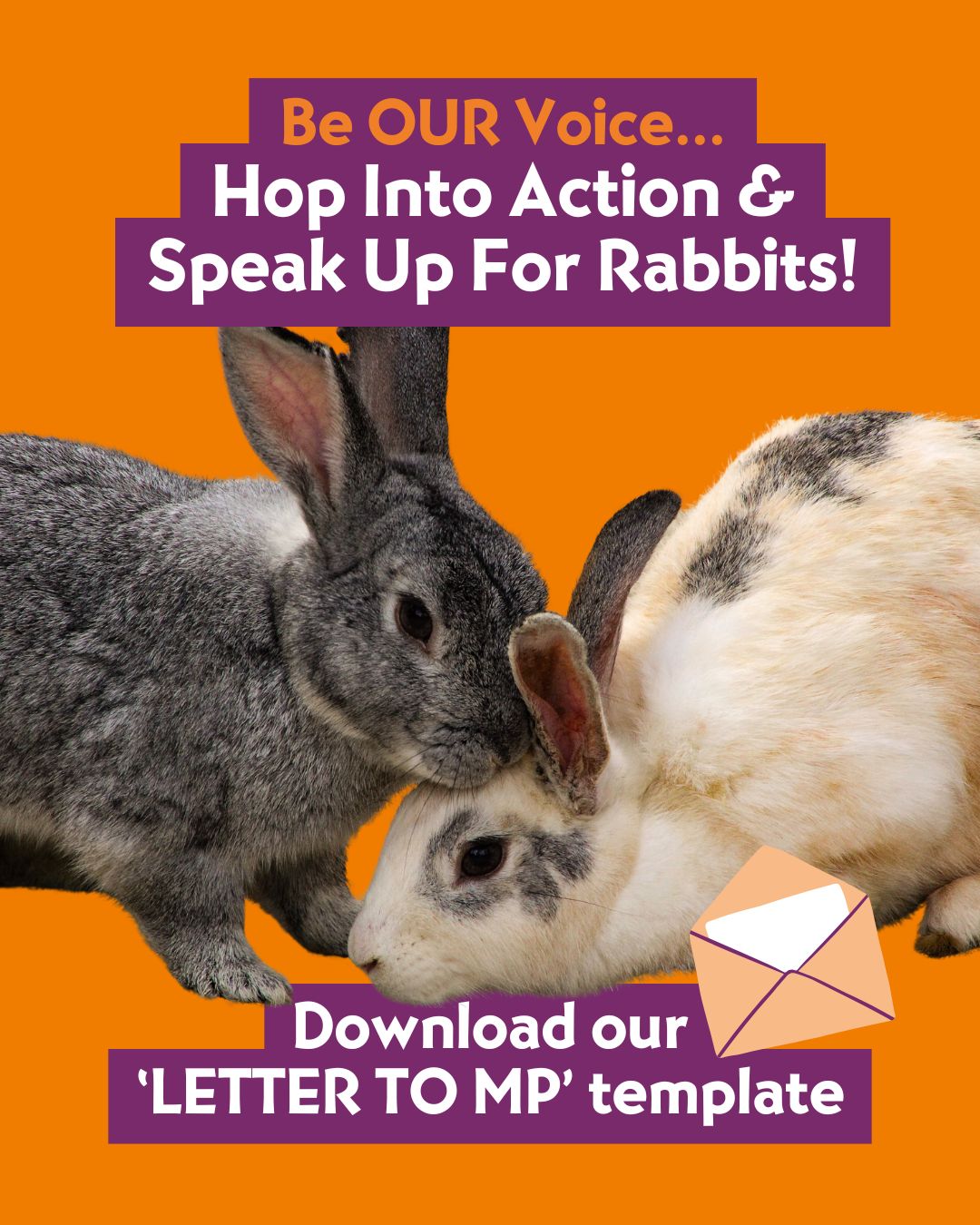 Herts, Beds & Bucks Rabbit Group | Facebook
