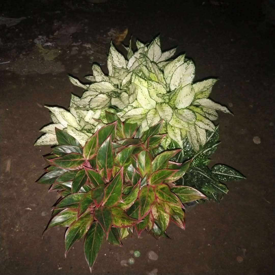 Growing strong, growing beautiful—Aglaonema Harley Quinn