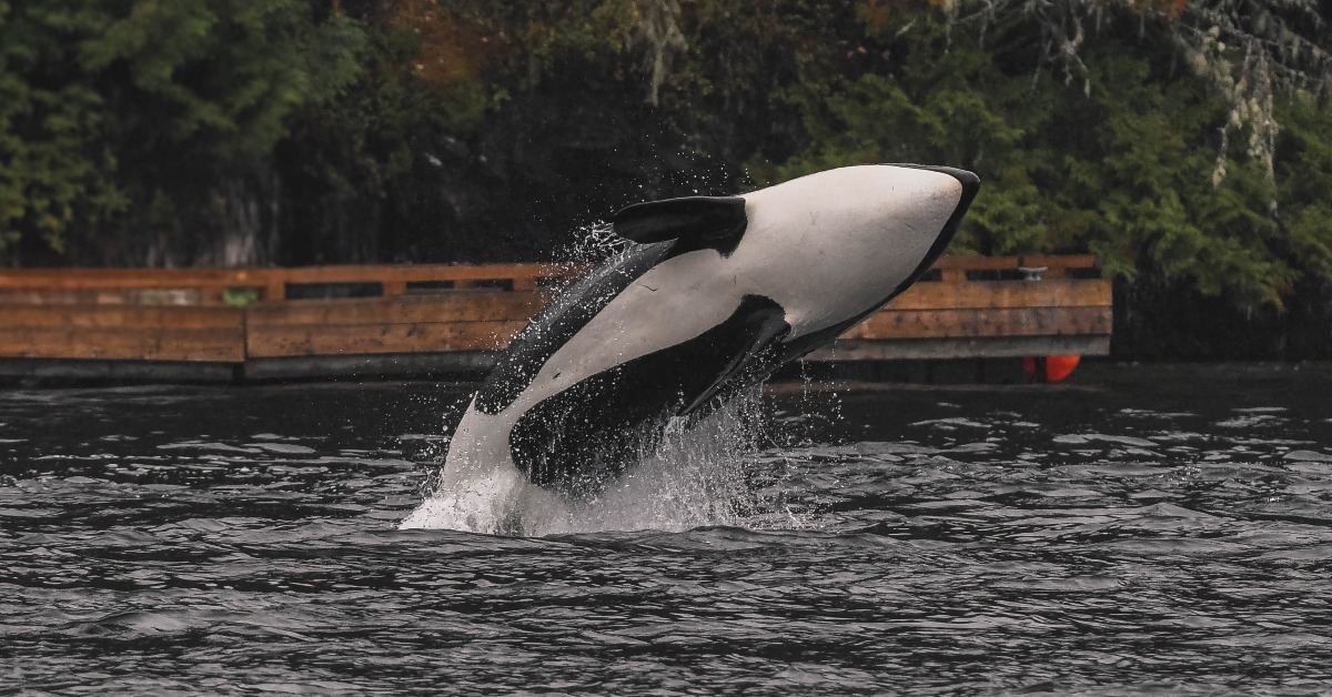 Vancouver - Have you ever seen an orca's Belly Button before? Well, now ...