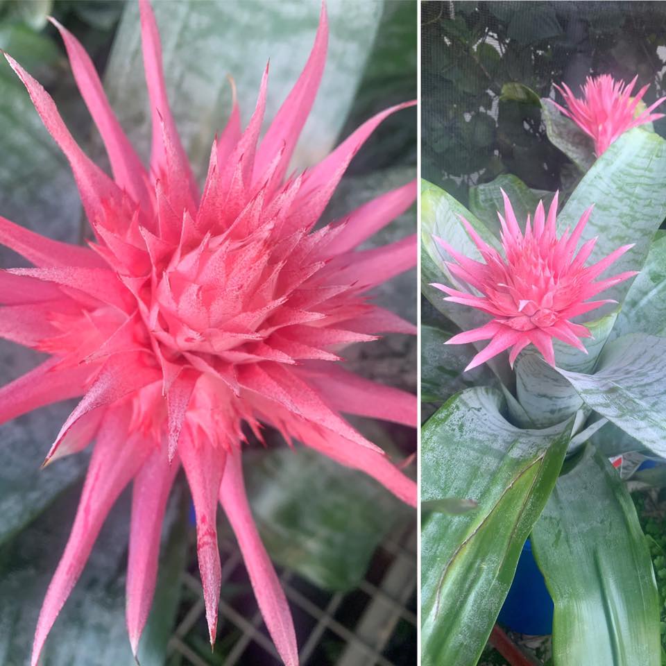 Billbergia 'La Vie En Rose' bromeliad in a unique English pottery vase
