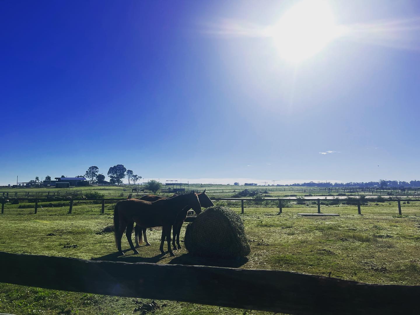 Peppertree Windsor stables | Sydney NSW