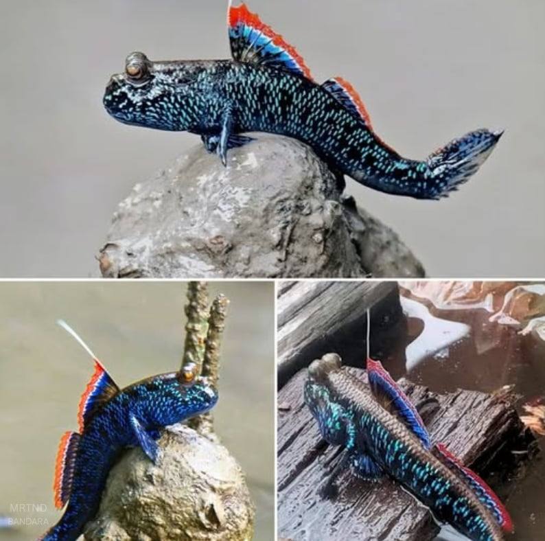 Four-eyed fish and mudskippers, unique aquatic creatures