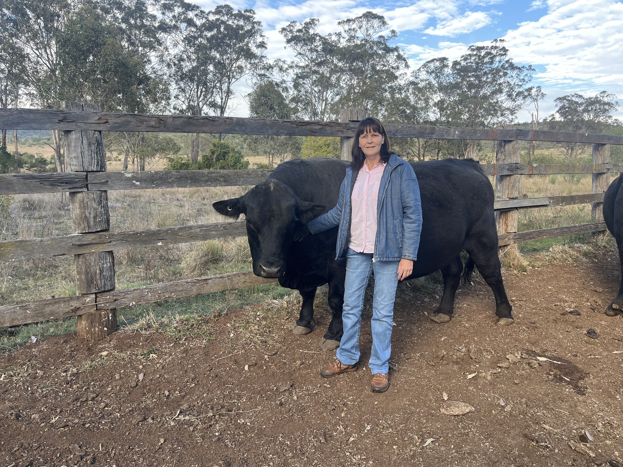 Ruby Ridge Angus | Kingaroy QLD