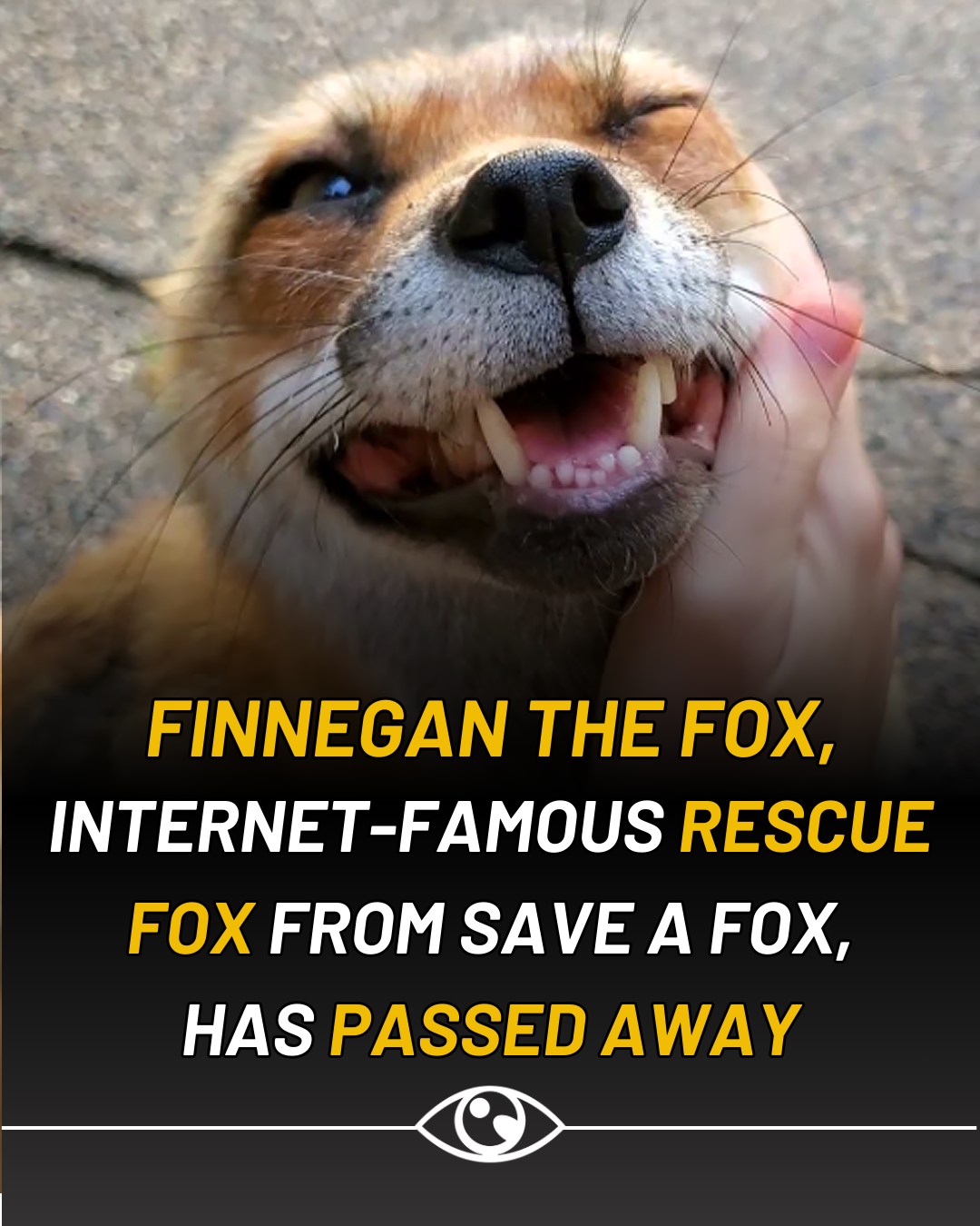 On January 30, 2026, SaveAFox... - Now I've Seen Everything | Facebook