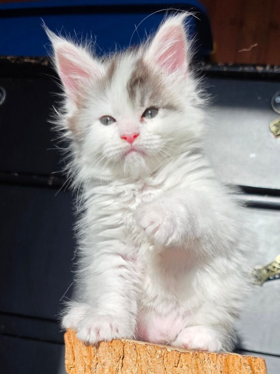 👑Maine Coon Shaded /Shell And High Silvers👑 | MCO Boy a 22.01 | Facebook