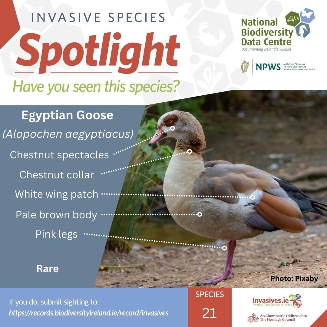 Invasive Species Spotlight:... - Biodiversity Ireland | Facebook