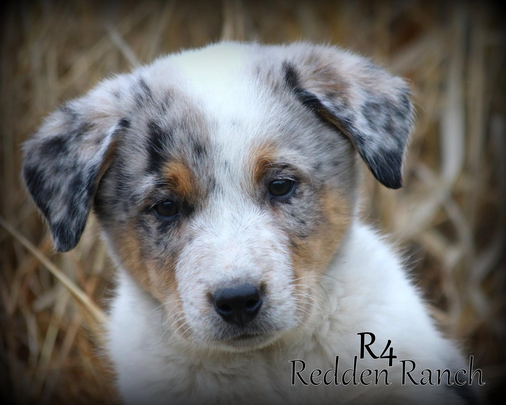 ## HE HAS FOUND HIS NEW HOME##... - Redden Ranch - Rocking R4 | Facebook