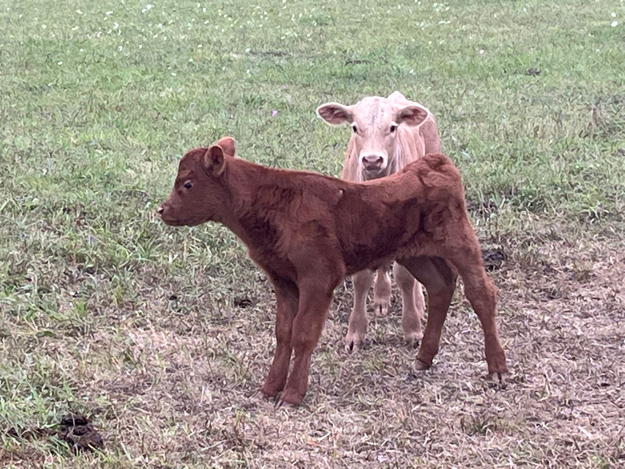 Limestone Ridge Farms