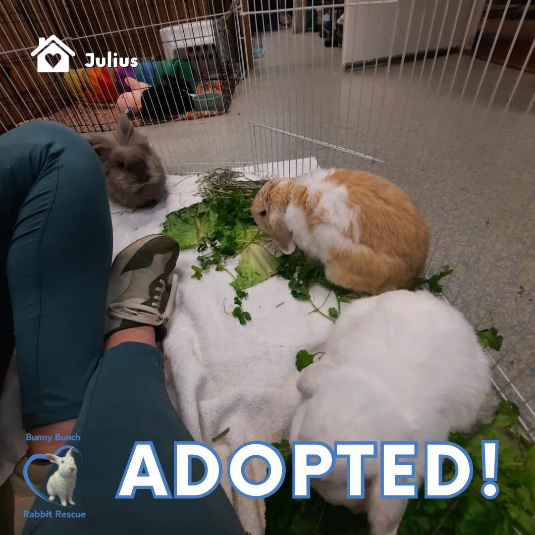 🎉🐰 Julius has found his... - Bunny Bunch Rabbit Rescue | Facebook
