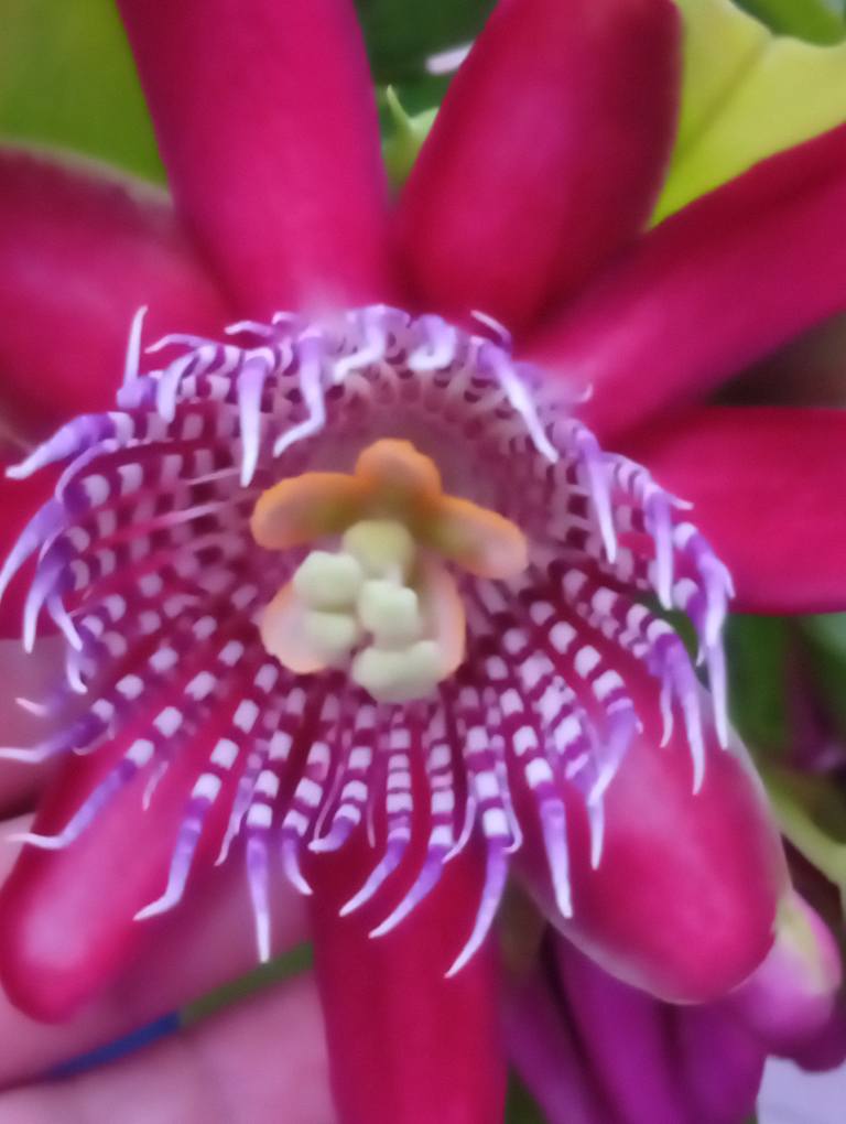 Semi Di Passiflora Manicata (Maracuy&aacute;) Fiore Rosso Raro - 10 Semi Da Spagna