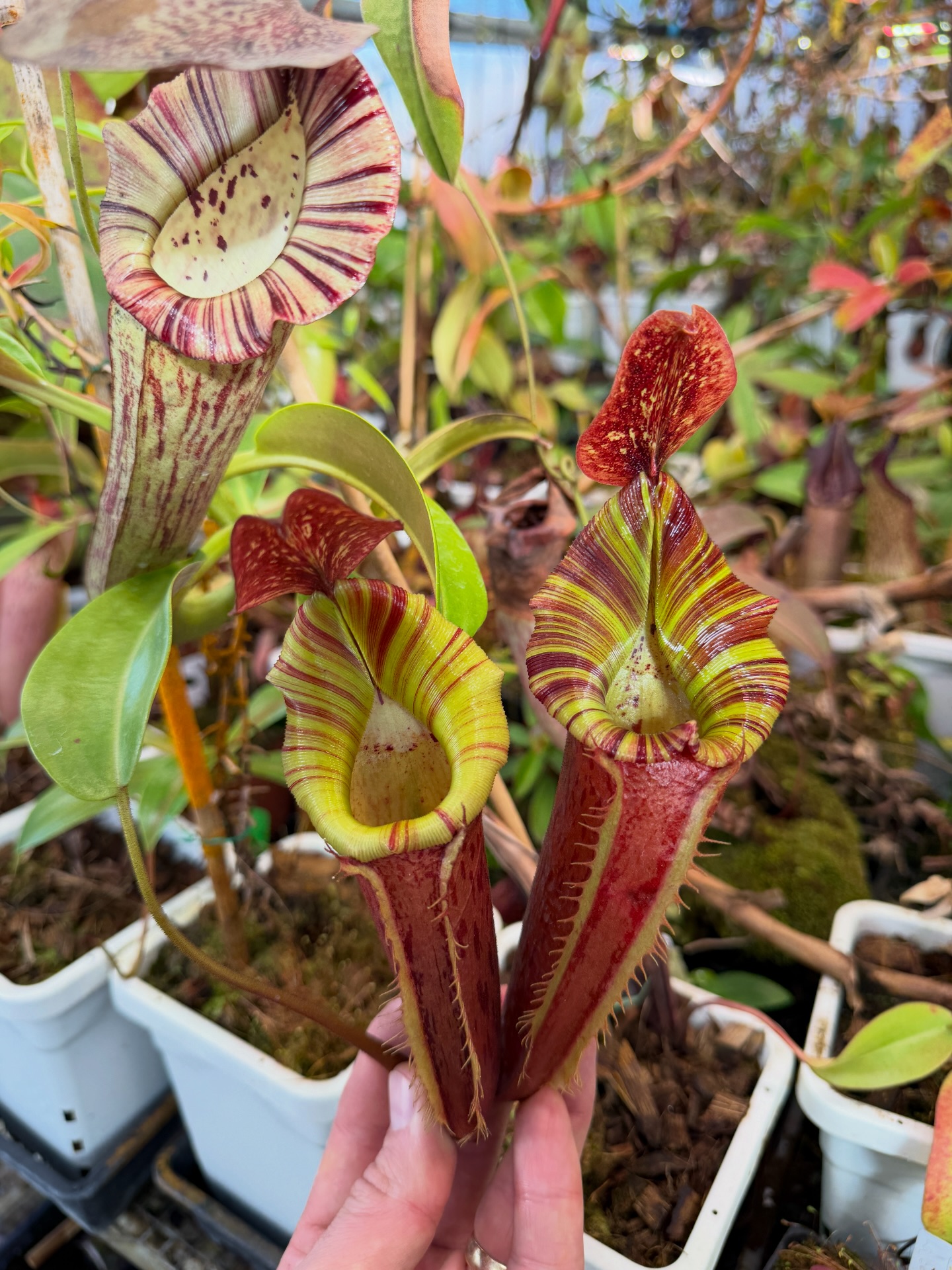 I really like this N. [(Rokko 'Exotica' x boschiana) x veitchii] x