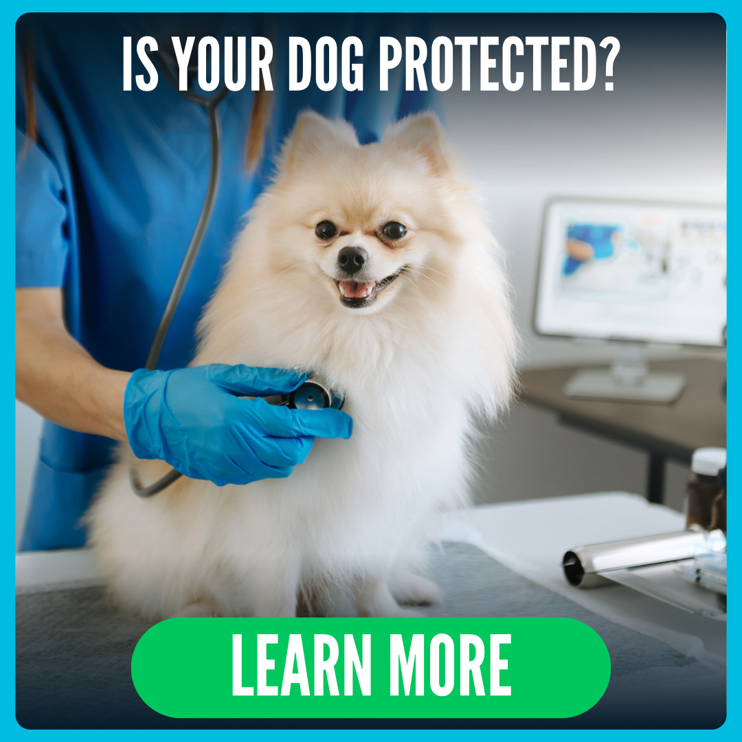 🐾 Protect Your Pup: Why the... - Hamilton/Burlington SPCA | Facebook