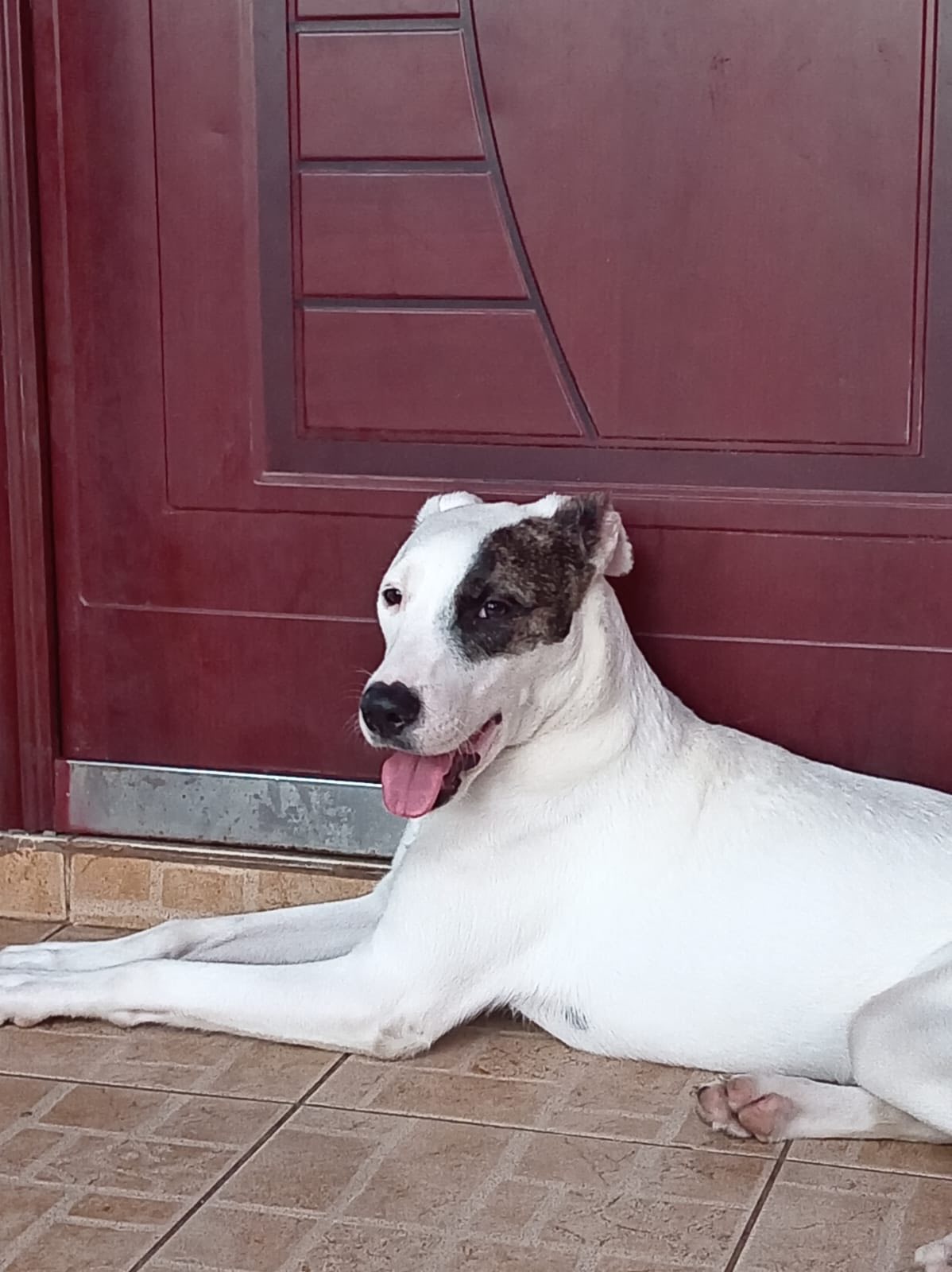 PRO Vida Animal Panamá - Amigos les actualizamos el caso del pequeño ...