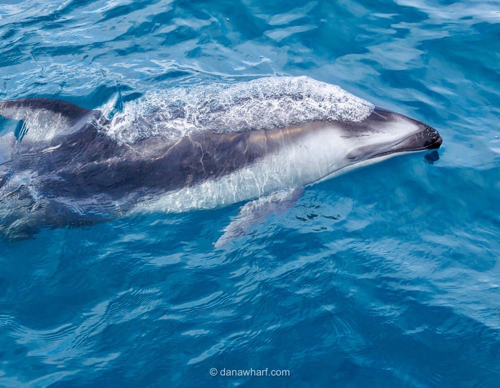 Special Sighting: Pacific White-sided Dolphin! For the first time