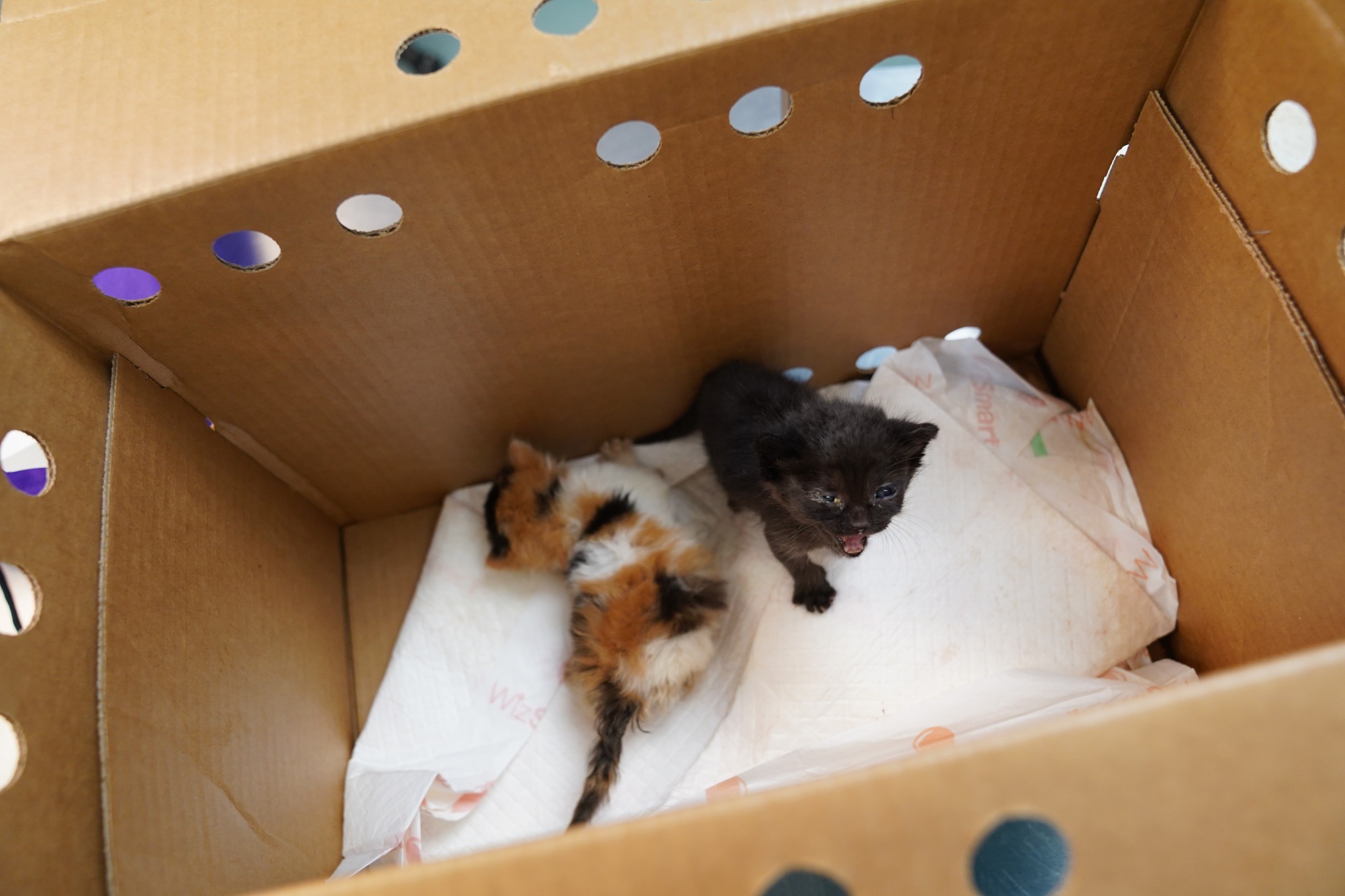 Austin - Here’s the truth about kit-napping ⬇️ Kittens under four weeks ...
