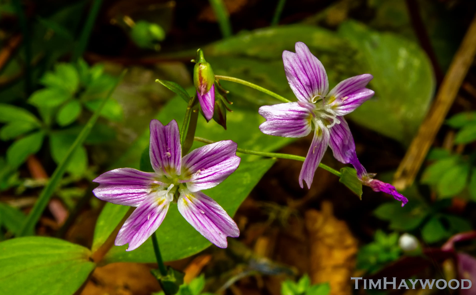 Zizanie Glad flower, also known as Candy Striper or peppermint, in