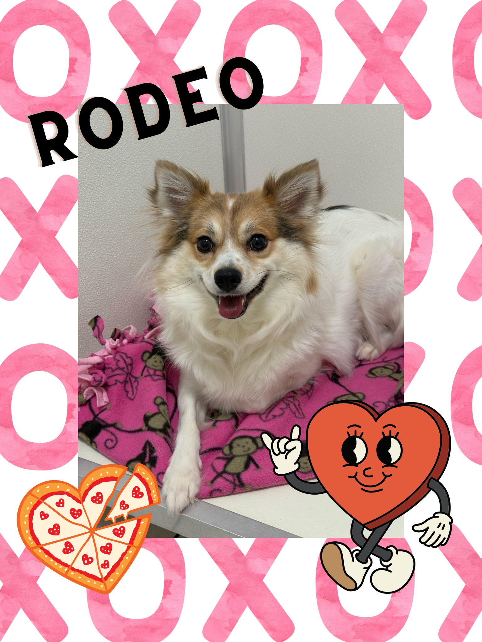 St. - Rodeo - female, 1 year 8 months old spitz mix. Loves to snuggle ...