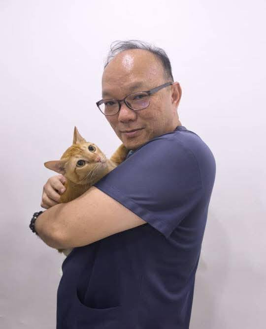 Short-haired cat, nickname:... - BlueSAO Malaysia-Singapore | Facebook