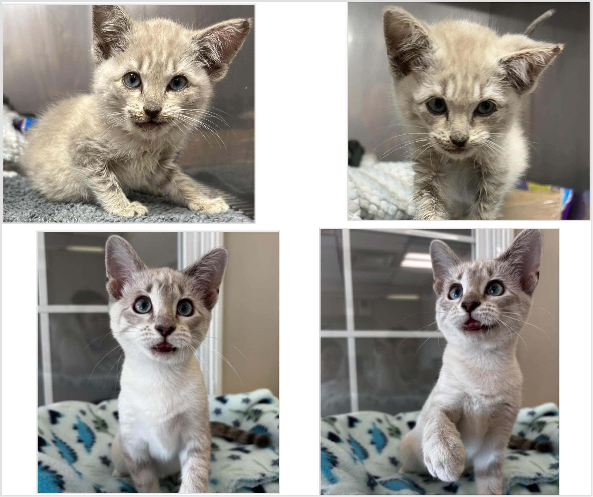 🐾 ... - Kitten Division Adoption Center & Spay Neuter Clinic | Facebook