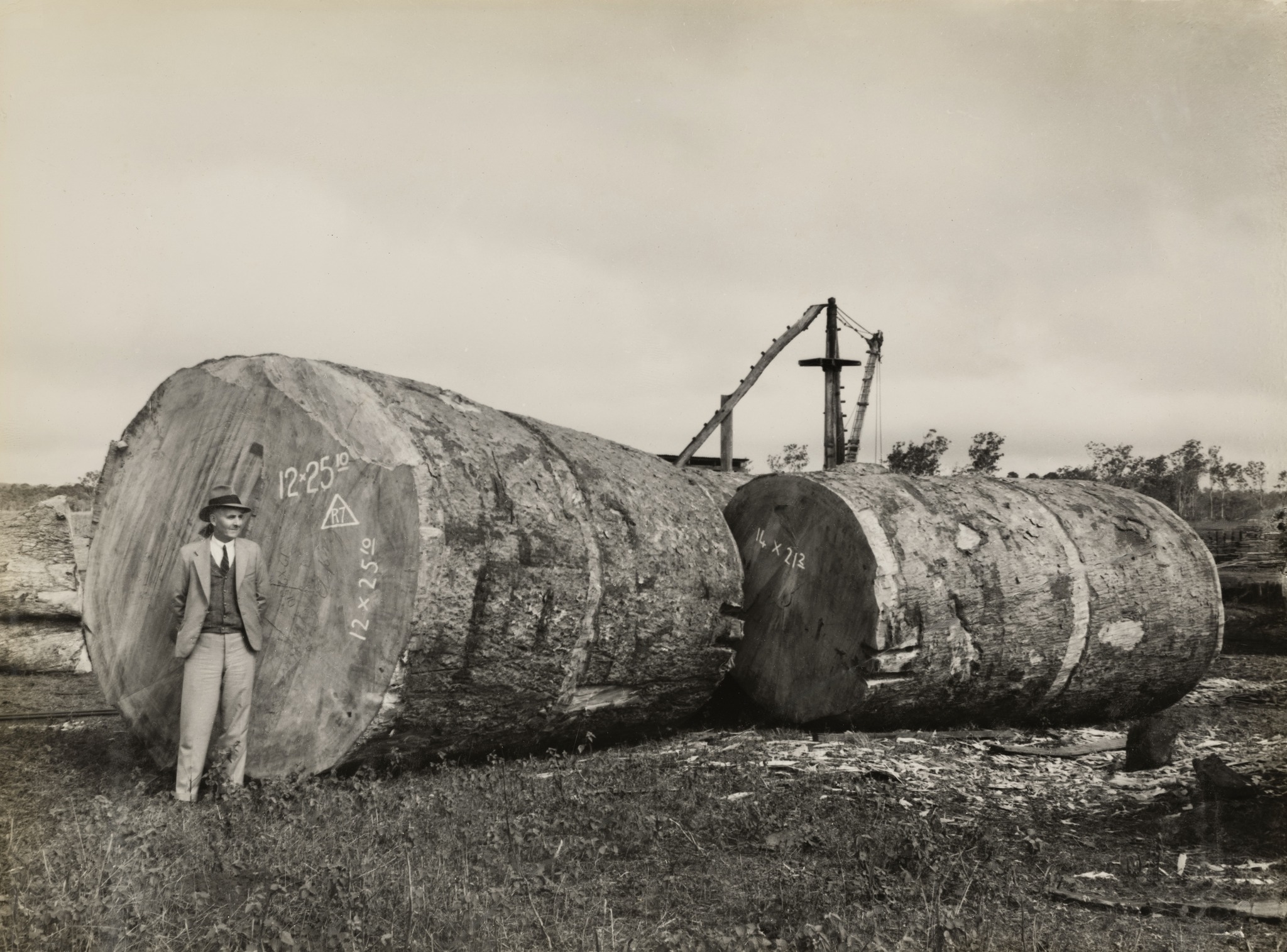 Lost - Man standing in front of a giant kauri pine log in North ...