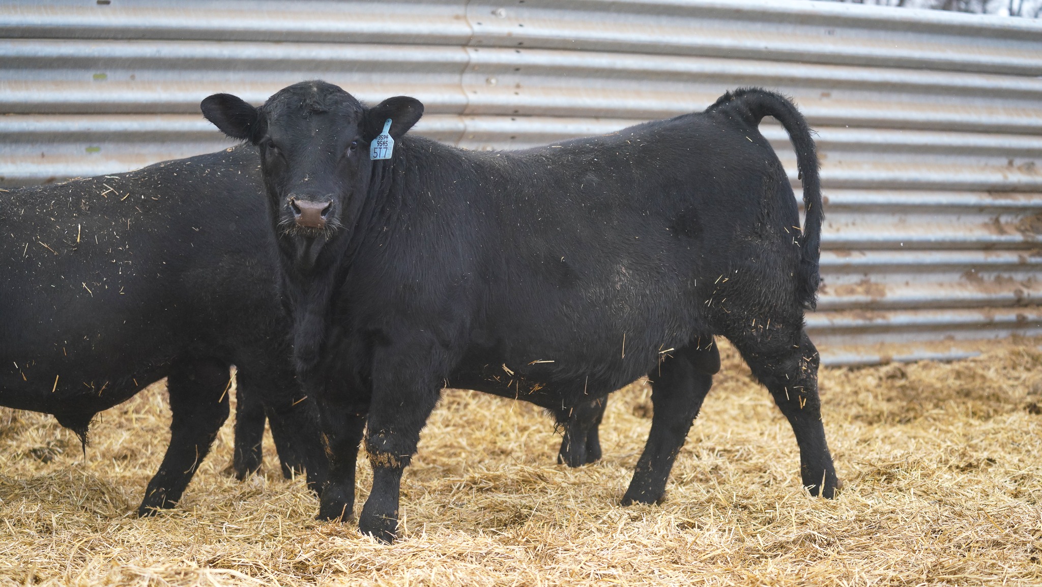 Clark Farms Angus added a new photo —... - Clark Farms Angus